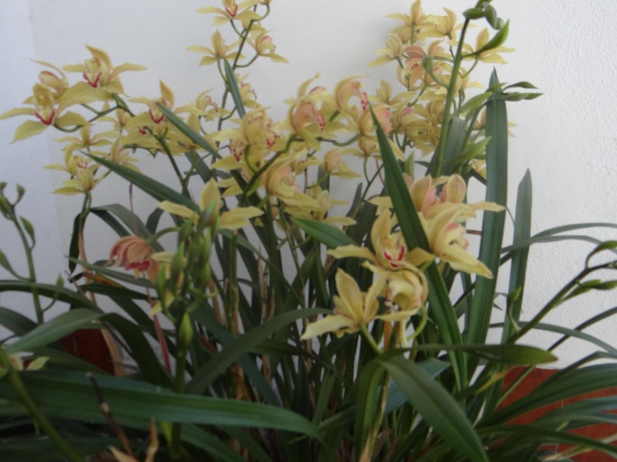 Ribeiro'S House Villa Gafanha da Nazare Ngoại thất bức ảnh
